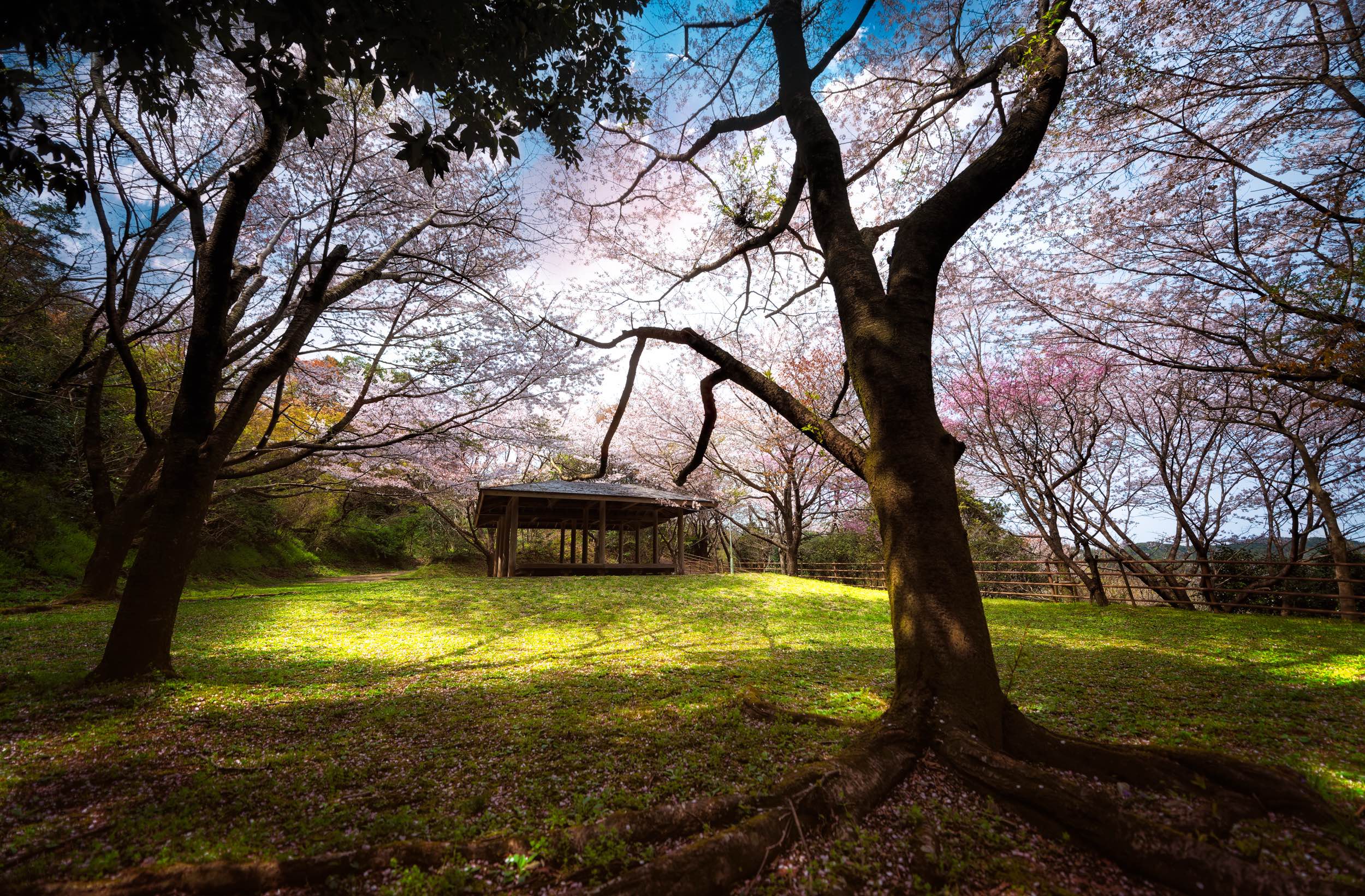 Maple trees surround rock formation